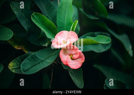 Lebhafter Frühling: Schöne Euphorbia milii- oder POI Sian-Blüten blühen anmutig auf üppig grünem Busch, in Rosa- und Rottönen. Nahaufnahme der Aufnahme Stockfoto