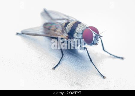 Makrofoto einer Stubenfliege, die auf einer weißen Oberfläche steht und ihre komplizierten Details und roten Augen zeigt. Stockfoto