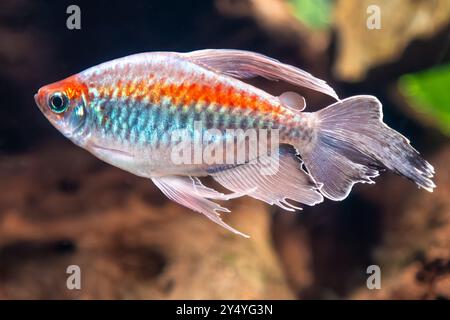 Farbenfrohes, schillerndes Kongo-tetra (Phenacogrammus Interruptus) im Georgia Aquarium im Zentrum von Atlanta, GA. (USA) Stockfoto