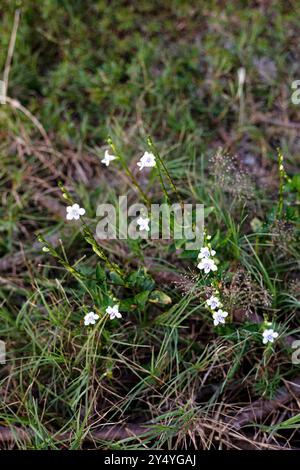 Schöne Blumen und Unkraut, die im Garten wachsen. Stockfoto