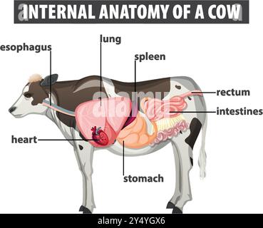 Beschriftetes Diagramm der inneren Organe der Kuh Stock Vektor