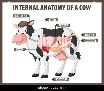 Abbildung: Innere Organe und Anatomie der Kuh Stock Vektor