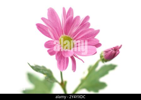 Nahaufnahme von rosa Gerbera Gänseblümchen mit Knospen isoliert weißem Hintergrund, blühende Pflanze mit lebhaften Blüten im selektiven Fokus Stockfoto