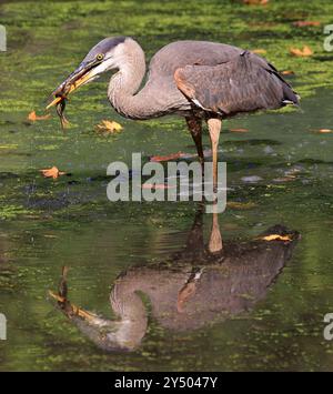 Großes blaues Reiher-Porträt mit seinem Froschmehl in den Sumpf, Quebec, Kanada Stockfoto