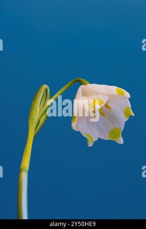 Blumen, Garten und Texturen im Sommer oder blühen hell, bunt und in der Jahreszeit oder in der Natur. Morgen, Erde und Schneeflocke in der Botanik, blühen Stockfoto