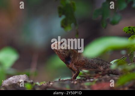 Auf calotes draußen geschossen. Invasives Reptil, das in Indonesien lebt. Stockfoto