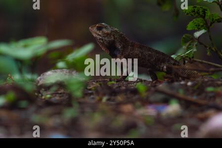 Auf calotes draußen geschossen. Invasives Reptil, das in Indonesien lebt. Stockfoto
