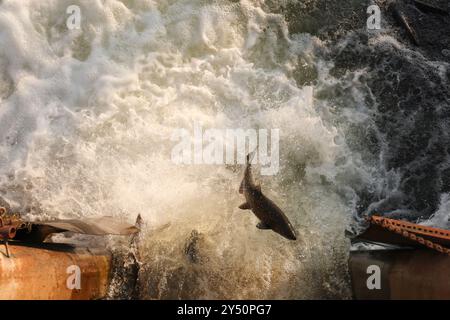 Ein Lachs sprang aus dem Wasser. Ontario, Kanada.19. September 2024.Mitte bis Ende September beginnt das Ontario Lake Becken am 19. September 2024 in Port Hope, Ontario, Kanada, seine jährliche Spitzensaison für die Lachswanderung.Credit: Yu Ruidong/China News Service/Alamy Live News Stockfoto