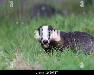 Schöner wilder Dachs im Gras [ lateinischer Name meles meles ] in Bristol, Großbritannien Stockfoto