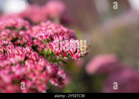 Nahaufnahme eines Bombus terrestris, die Buff-tailed Hummel oder große Erde Bumblebee, Fütterung Nektar der Blüten rosa Stockfoto