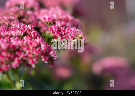 Nahaufnahme eines Bombus terrestris, die Buff-tailed Hummel oder große Erde Bumblebee, Fütterung Nektar der Blüten rosa Stockfoto