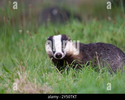 Schöner wilder Dachs im Gras [ lateinischer Name meles meles ] in Bristol, Großbritannien Stockfoto