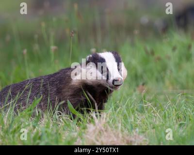 Schöner wilder Dachs im Gras [ lateinischer Name meles meles ] in Bristol, Großbritannien Stockfoto