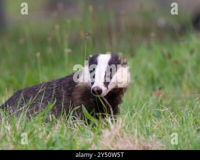 Schöner wilder Dachs im Gras [ lateinischer Name meles meles ] in Bristol, Großbritannien Stockfoto