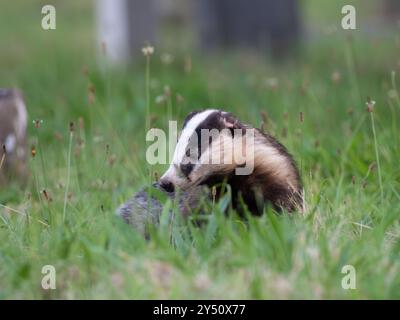 Schöner wilder Dachs im Gras [ lateinischer Name meles meles ] in Bristol, Großbritannien Stockfoto