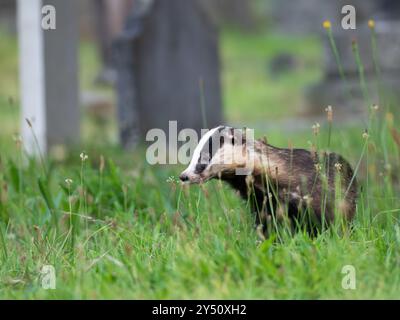 Schöner wilder Dachs im Gras [ lateinischer Name meles meles ] in Bristol, Großbritannien Stockfoto