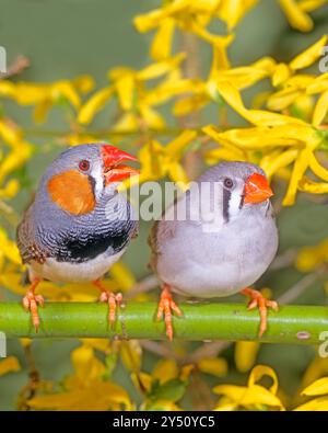Zebrafinken-Paar, das vor blühenden Sträuchern thront. Taeniopygia guttata Haustiere Stockfoto