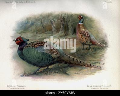 Grüner Fasan (Phasianus versicolor), auch bekannt als japanischer grüner Fasan (links) und gemeiner Fasan (Phasianus colchicus hier als PHASIANUS TOHQUATUS) und aus den Game Birds and Wild Fowl of the British Islands, von Charles Dixon, illustriert von Charles Whymper. [Pawson & Brailsford, Sheffield, 1900] Stockfoto