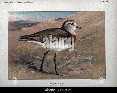 Der Kaspische Pflug (Anarhynchus asiaticus hier als Ochthodromus asiaticus) ist ein Watvögel aus der Pflückenfamilie. Die Spezifik aus dem Game Birds and Wild Fowl of the British Islands von Charles Dixon, illustriert von Charles Whymper. [Pawson & Brailsford, Sheffield, 1900] Stockfoto