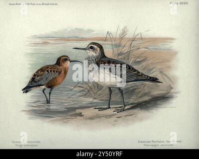 Curlew Sandpiper (Calidris ferruginea hier als Tringa subarquata), sibirischer Brustsandpiper (Calidris melanotos hier als Heteropygia acuminata) aus den Game Birds and Wild Fowl of the British Islands, von Charles Dixon, illustriert von Charles Whymper. [Pawson & Brailsford, Sheffield, 1900] Stockfoto