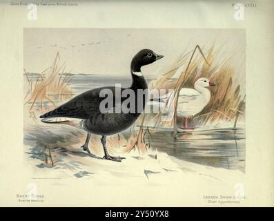 Brent Goose (Branta bernicla), Kleinschneegans (Anser caerulescens hier als Chen hyperboreus) aus den Game Birds and Wild Fowl of the British Islands, von Charles Dixon, illustriert von Charles Whymper. [Pawson & Brailsford, Sheffield, 1900] Stockfoto