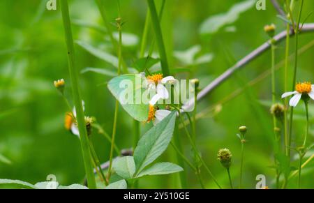 Schmetterlinge auf blühenden Biden Alba Blumen Stockfoto