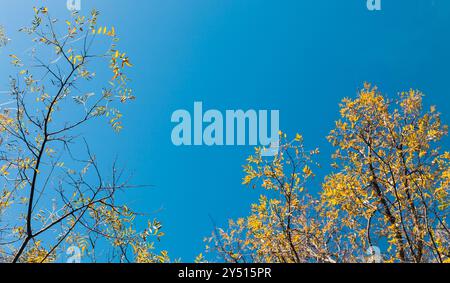 Eschenzweige mit gelben Blättern stehen unter blauem Himmel an einem sonnigen Herbsttag, natürliche Hintergrundfotografie Stockfoto