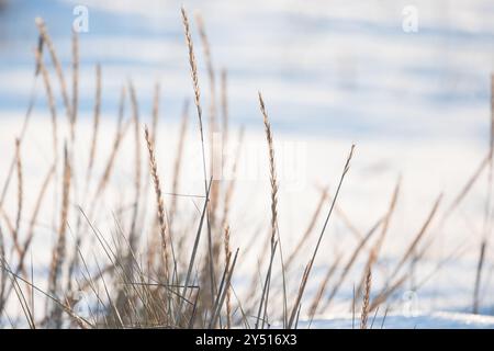 Trockene Ohren von Küstengras sind in weißem Schnee auf verschwommenem Hintergrund, natürliche Hintergrundfotografie. Leymus arenarius Stockfoto