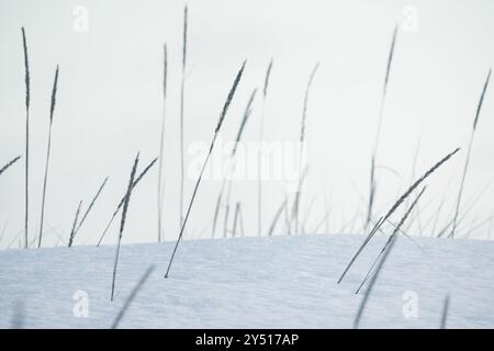 Trockene Ohren von Küstengras stehen an einem Wintertag im weißen Schnee, natürliche blaue Hintergrundfotografie. Leymus arenarius Stockfoto