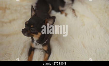 Zwei Chihuahuas liegen bequem auf einer weichen, weißen Decke im gemütlichen Inneren eines Wohnzimmers, die eine warme und friedliche Atmosphäre darstellen. Stockfoto