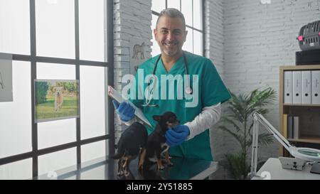 Ein hispanic-Mann mittleren Alters Tierarzt in einer Klinik untersucht zwei chihuahua-Hunde drinnen. Stockfoto