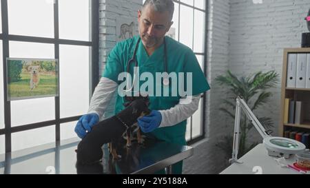 Ein hispanischer Mann mittleren Alters Tierarzt untersucht zwei Chihuahuas in einer modernen Klinik. Stockfoto