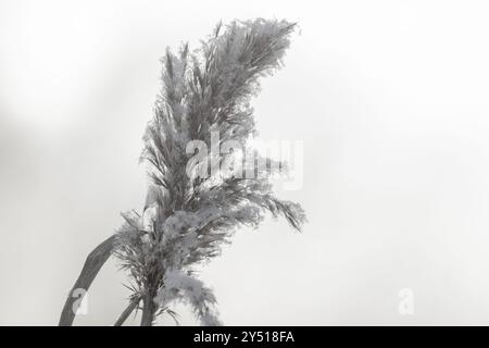 Trockene Spitze des mit Schnee bedeckten Schilfes ist auf einem verschwommenen weißen Hintergrund, natürliches Makrofoto mit selektivem Weichfokus, aufgenommen an einem Wintertag Stockfoto