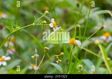 Schmetterlinge auf blühenden Biden Alba Blumen Stockfoto