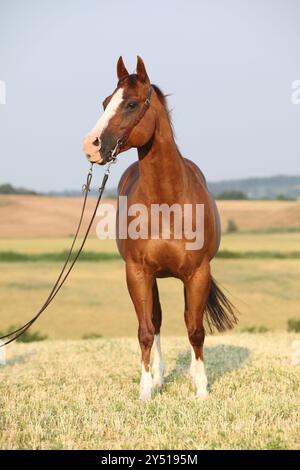Porträt eines schönen Kastanienviertelpferdes mit westlichem Zaumzeug Stockfoto