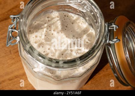Sauerteigvorspeise oder Sauerteig, lebende Hefe, die in einem Vorratsbehälter aus klarem Glas aufsteigt und sprudelt Stockfoto