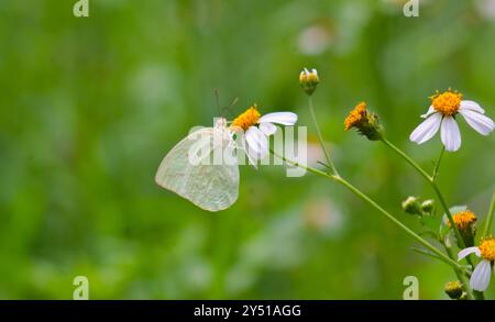 Schmetterlinge auf blühenden Biden Alba Blumen Stockfoto