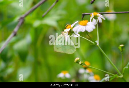 Schmetterlinge auf blühenden Biden Alba Blumen Stockfoto