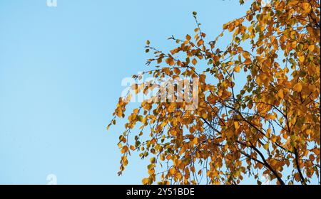 Gelbe Birkenblätter sind unter blauem Himmel, Herbsthintergrund Foto Stockfoto