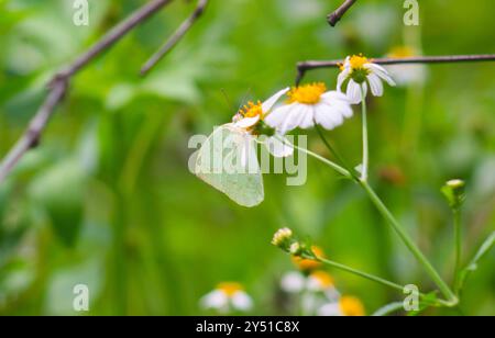 Schmetterlinge auf blühenden Biden Alba Blumen Stockfoto