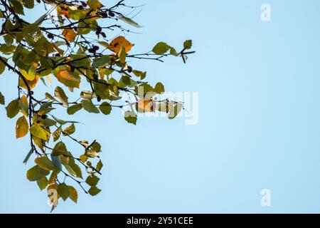 Gelbgrüne Erlenblätter sind unter blauem Himmel, Herbsthintergrund Foto Stockfoto