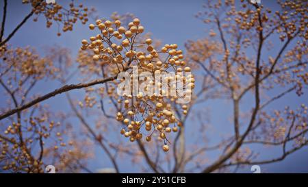 Nahaufnahme von goldenen melia-Azedarachbeeren vor einem klaren blauen Himmel in murcia, spanien Stockfoto