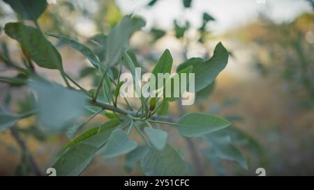 Nahaufnahme mit den frischen grünen Blättern eines botanischen Exemplars in murcia, spanien. Stockfoto