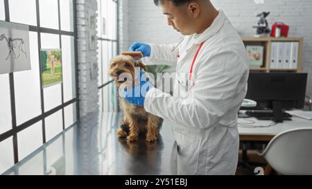 Ein junger asiatischer Mann, der einen weißen Mantel und blaue Handschuhe trägt, untersucht in einer Tierklinik einen kleinen Hund, dessen medizinische Ausrüstung im Hintergrund sichtbar ist Stockfoto