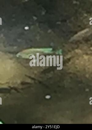 Sonnenfisch (Lepomis megalotis) Actinopterygii Stockfoto