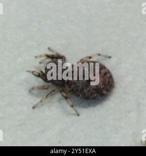 Eichenspringspinne (Ballus chalybeius) Arachnida Stockfoto