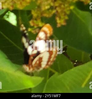 Lorquins Admiral (Limenitis lorquini) Insecta Stockfoto