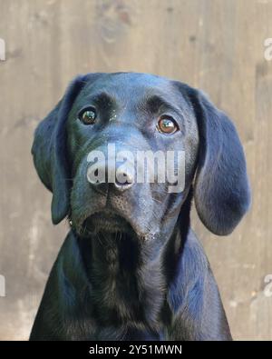 Hundeporträt, Labrador Retriever Stockfoto
