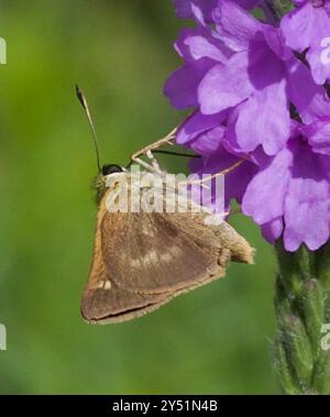 Northern Broken-Dash (Polites egeremet) Insecta Stockfoto