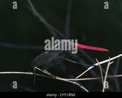 Rotskimmer (Orthetrum pruinosum neglectum) Insecta Stockfoto